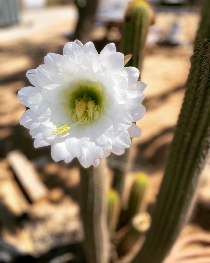 Ecovino Valle De Guadalupe Exteriör bild